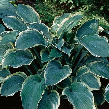 HOSTA REGAL SPLENDOR #1