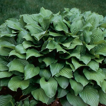 HOSTA ROYAL STANDARD #1