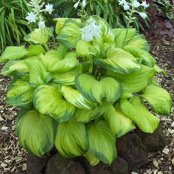 HOSTA STAINED GLASS #1