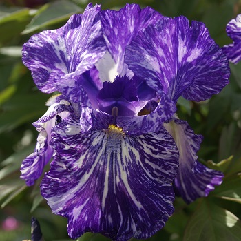 IRIS GER BATIK #1/7" ROY PURP