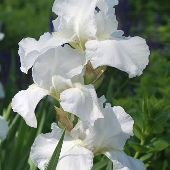 IRIS GER IMMORTALITY #1/7" WHITE