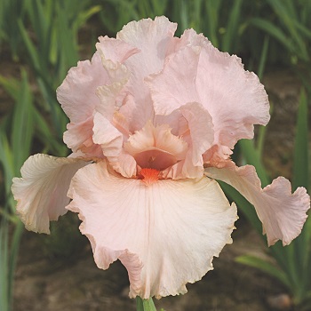 IRIS GER PEGGY SUE #1/7" PINK