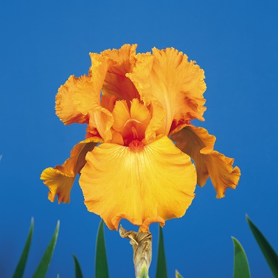 IRIS GER SAVANNAH SUN#1/7"ORANGE