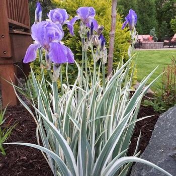 IRIS PAL VARIEGATA #1/7" WHT EDG