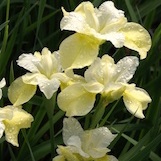 IRIS SIB BUTTER & SUGAR #1