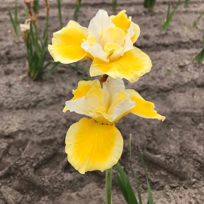 IRIS SIB PEA BFLY SOLAR ENERGY#1