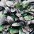 AJUGA REP BRONZE BEAUTY 10CELL/4