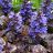 AJUGA BLACK SCALLOP 10CELL/4"