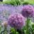 ALLIUM GLOBEMASTER #2