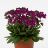 ARABIS BLE BARRANCA DEEP ROSE #1