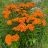 ASCLE TUB BUTTERFLY WEED #1