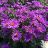 ASTER NOV PURPLE DOME #1