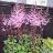 ASTILBE CHI DEFT LACE #1 PINK