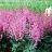 ASTILBE CHI VISION IN PINK #1