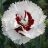 DIANTHUS SF COCONUT SURPRISE #1
