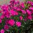 DIANTHUS GRA PINK FIRE #1