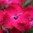 DIANTH GRA VIVID CHERRY CHARM #1