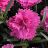 DIANTHUS EVERLAST ORCHID #1