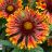 GAILLARDIA SPINTOP COPPER SUN #1