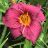 HEMER PURPLE D' ORO #1