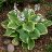 HOSTA FRAGRANT BOUQUET #1