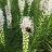 LIATRIS SPICATA WHITE #1