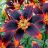 LILIUM ASI FOREVER SUSAN #2