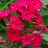 PHLOX PAN EARLY START RED #1