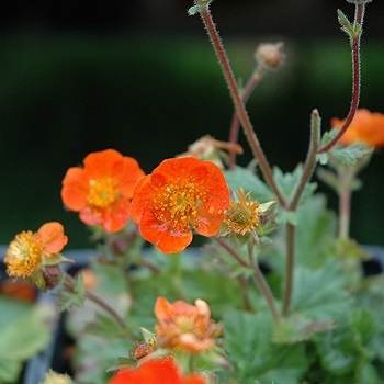 GEUM COCCINEUM KOI #1