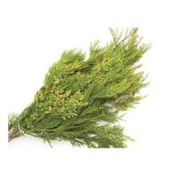 INCENSE CEDAR 2LB BOUGH