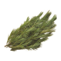 RED PINE BOUGHS BULK PER LB