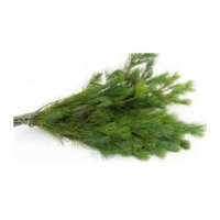 WHITE PINE BOUGHS BULK PER LB