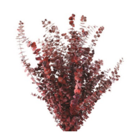 BABY RED EUCALYPTUS 2LB BOUGH