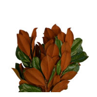 MAGNOLIA BUNCH 2LB BOUGH