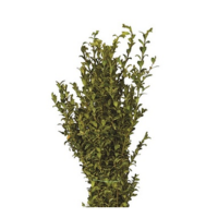 OREGONIA 2LB BOUGH
