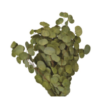 SILVER DOLLAR EUCALYPTUS 2LB BOUGH