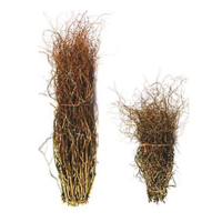 CURLY WILLOW BUNDLE 3-4' (10/BUNDLE)