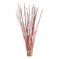 REDTWIG DOGWOOD BULK (100/BUNDLE)