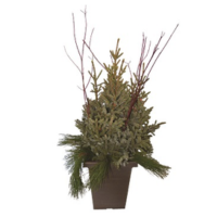 DOOR STEP CHARMER SPRUCE TIP POT - SQUARE