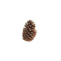 BULK PINE CONE NATURAL