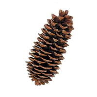 C-PINE CONE LARGE SUGAR