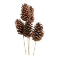 PINE CONE 10-15CM NAT BULK 50/CS