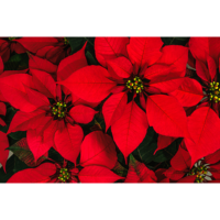 4.75" POINSETTIA RED