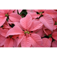 4.75" POINSETTIA PINK