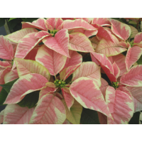 4.75" POINSETTIA MARBLE