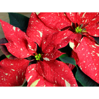 4.75" POINSETTIA REDGLITTER