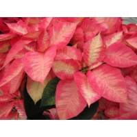 4.75" POINSETTIA PRM ICE CRST