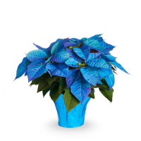 6.5" PNT POINSETTIA BLUE HOL