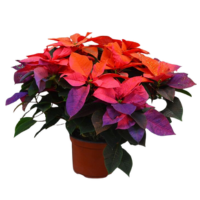 6.5" PNT POINSETTIA HOL SUNR