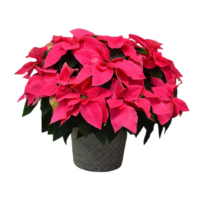 8" PRINCETTIA QUEEN PINK